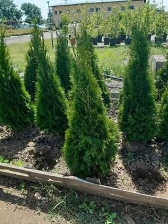 plante-ornamentale-big-3