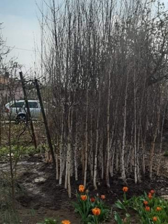 plante-ornamentale-big-1
