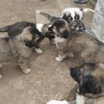 pui-ciobanesc-carpatin-small-0