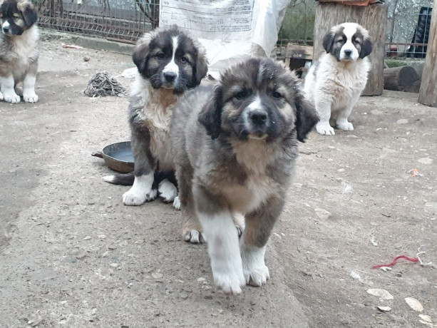 pui-ciobanesc-carpatin-big-1