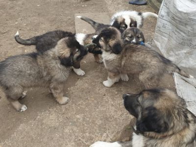 pui-ciobanesc-carpatin