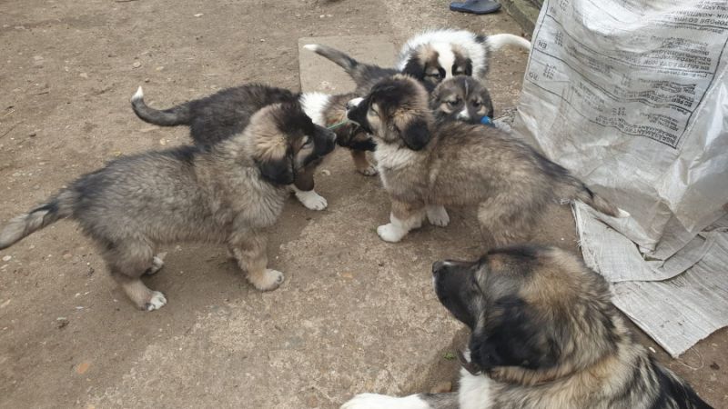 pui-ciobanesc-carpatin-big-0